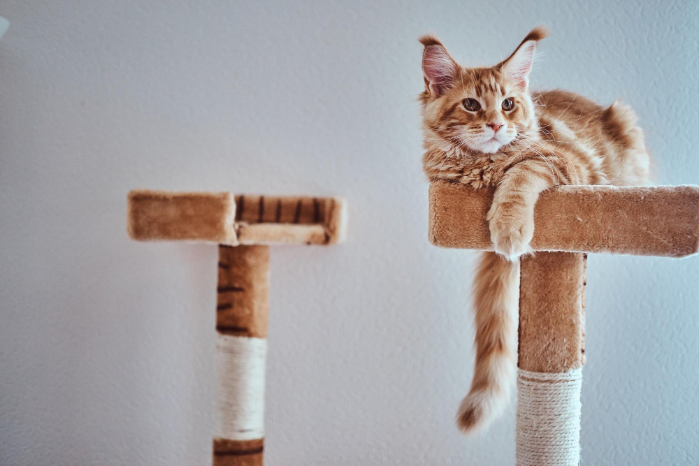 Drapaki dla kotów – do czego służą i czy są potrzebne?